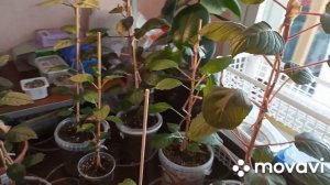 фуксия на штамбе( продолжаю формировку)