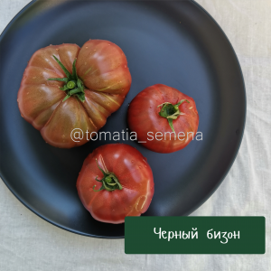 Черный бизон