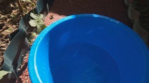 УСПЕЙ ОБРАБОТАТЬ ПОКА МАЛИНА ЦВЕТЕТ