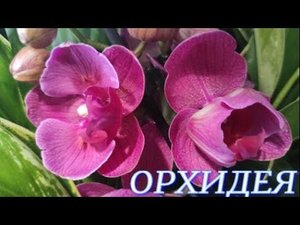 №688/ СВЕЖИЕ, сортовые ОРХИДЕИ в маг. ОРХИДЕЯ.