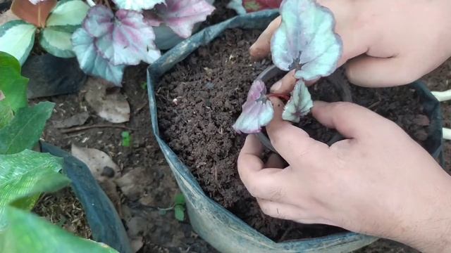 How To Propagate Rex Begonia Red Bull From Rhizome / Paano Paramihin ang Begonia Red Bull смотреть онлайн
