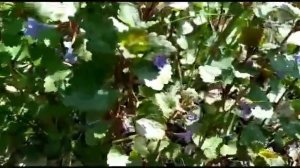 Будра плющевидная. Glechoma hederacea.