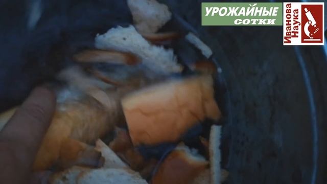 ТОЛЬКО ТАК правильно готовить хлебное удобрение. Тогда от него будет максимальная польза. смотреть онлайн