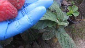 Малина на 5.08.20 года. Обзор сортов Груви, Гудесголд, Вайолет, Прималба и других.