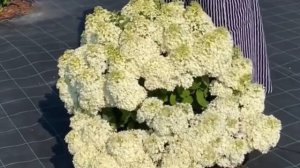 Гортензия метельчатая БОБО лидер продаж