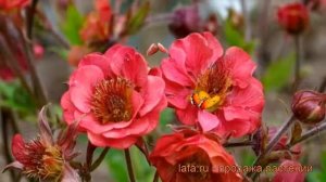 Гравилат чилийский Флеймс оф Пэшн ? обзор: как сажать, саженцы гравилата Флеймс оф Пэшн