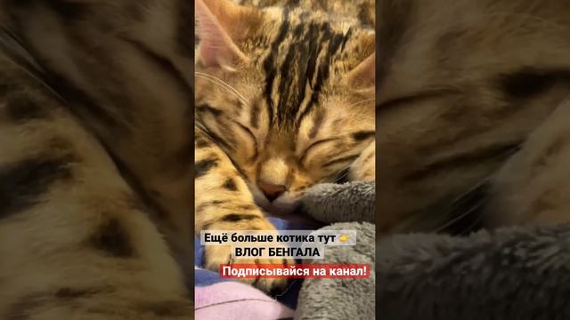 #бенгальскаякошка #бенгальскиекотята #бенгал #котенок #бенгал #бенгальскийкот #кошка #bengal