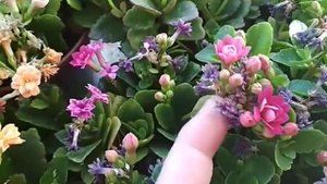 как продлить цветение каланхоэ (каландивы)