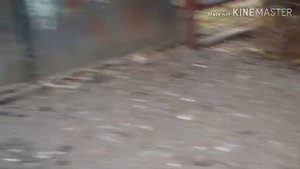 Мускусная утка Венгерская семья
