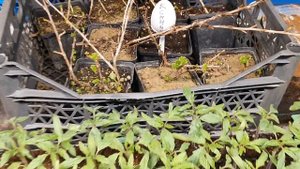 Перевалка томатов из кассет в стаканчики. Пинк парадайз.