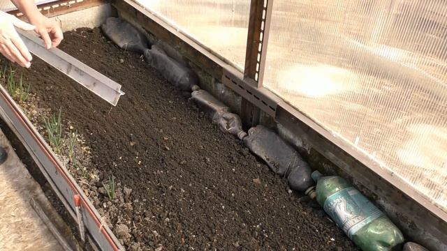 Первые посевы в теплице. Хитрости выращивания. смотреть онлайн