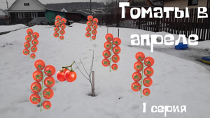 Сею  томаты сразу в теплицу. Апрель - 1 серия