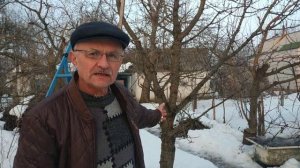 Формировка 2-х летней черешни