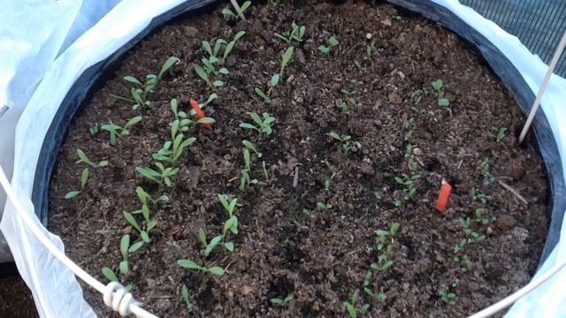 ВЫРАЩИВАНИЕ РАССАДЫ И РАННЕЙ ЗЕЛЕНИ В МЕШКАХ ПОД УКРЫТИЯМИ. Часть 2. От и До... Апрель-Май 2017. смотреть онлайн