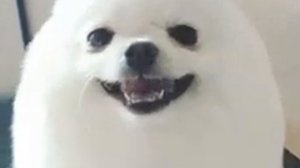 собака яйцо?!