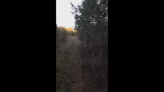 Русско Европейская Лайка для охоты. Работа по лосю.