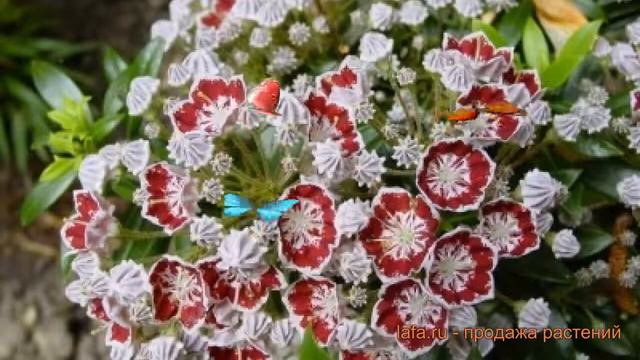 Кальмия широколистная Минуэт 🌿 обзор: как сажать, саженцы кальмии Минуэт