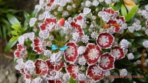 Кальмия широколистная Минуэт 🌿 обзор: как сажать, саженцы кальмии Минуэт