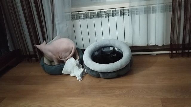 Когда пришел ложиться спать, а твоë место занято смотреть онлайн