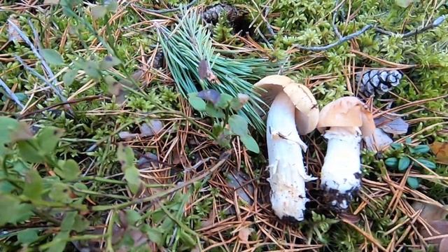 Собираем грибы Колпаки, или поганки? Оказались съедобными ) смотреть онлайн