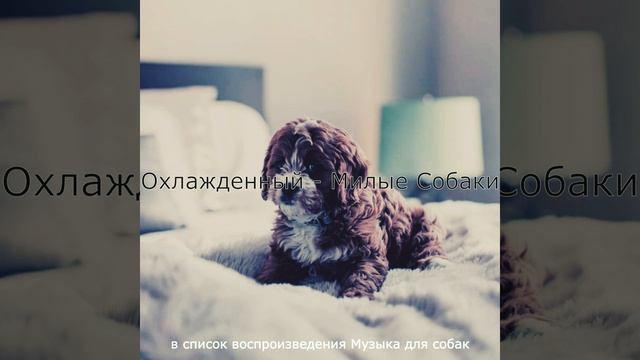 Созерцая (Дрессировка собак) смотреть онлайн