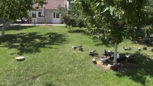 Большая дорога к человеку который отдает свою жизнь голубям и не тока........