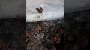 Калифорнийский червь зимой