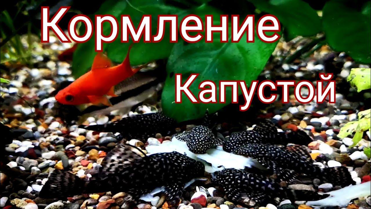 Кормление аквариумных рыб капустой. Растительный корм для аквариумных рыб смотреть онлайн