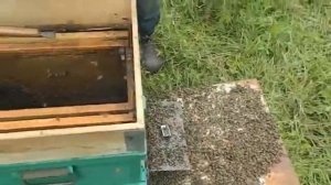 Проволочник - подробно