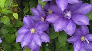 Clematis H F Young May 2022