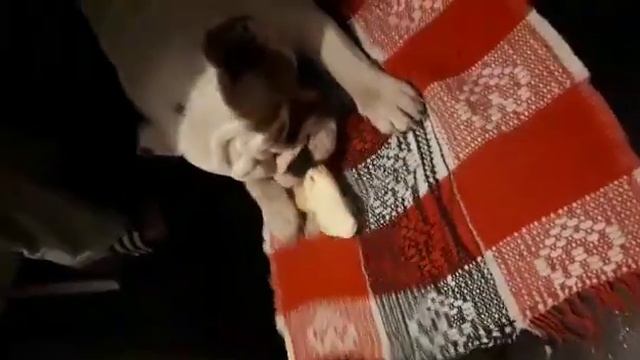 Тихон - Трюфель Белый Шоколад )))