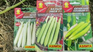 СУПЕР ОГУРЦЫ!!! ОБЗОР И ОТЗЫВ О БЕЛЫХ ОГУРЦАХ. ВСЕ ЗНАКОМЫЕ СПРАШИВАЮТ ГДЕ ДОСТАТЬ СЕМЕНА!! #огурцы