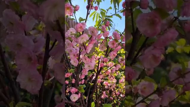 Prunus triloba (??Migdałowiec trójklapowy) (??Flowering almond) #spring #flower #shorts