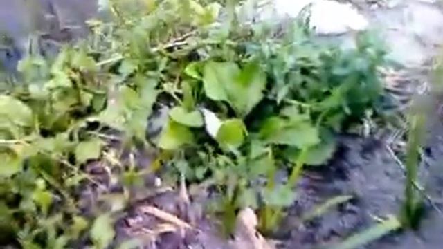 карась на колорадского жука смотреть онлайн