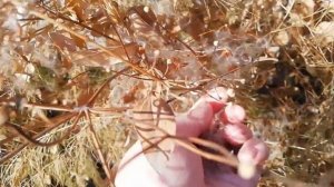 Семена клематиса жгучего. Кому, кому, и не одному?)))