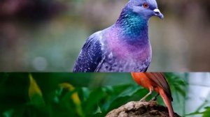 La Paloma Blanca   ANDRÉ RIEU Accordeon mp4 ,bonito música instrumental