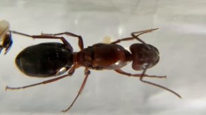 Кампонотус Туркестаникус (Camponotus turkestanicus). Экзотический вид муравьев. Муравьи дома.