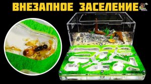 Внезапное заселение маленькой семьи ● Camponotus turkestanus ● Декор арены у муравьев