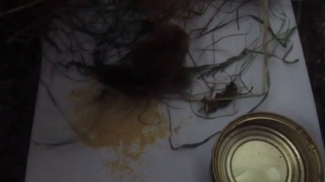 Все равно хочу цесарок! смотреть онлайн