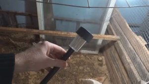 Содержание кур в гараже
