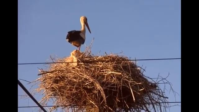 Аист Беларусь смотреть онлайн