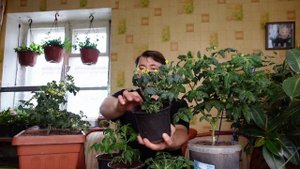 Если вы так хотите #цион, лучше купите ЭТОТ почвоулучшитель, ПРОВЕРЕНО❗❗❗, он работает.