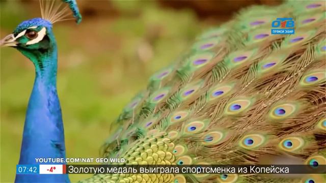 Чей хвост – самый красивый хвост в мире
