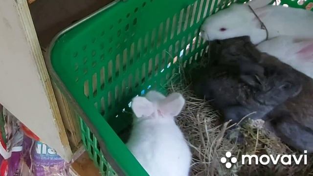 Обзор крольчих Белых Великанов и крольчат от Флондера. Отвечаю на вопросы, тема кролики.