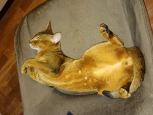 Бог Солнца Амон-Ра