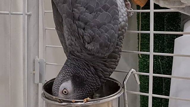 Жако ест вниз головой и боится палки. Страх новых вещей, избегание новой еды у попугаев-выкормышей. смотреть онлайн