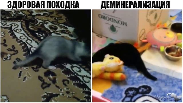 РАХИТ У НОРКИ. Как определить? смотреть онлайн