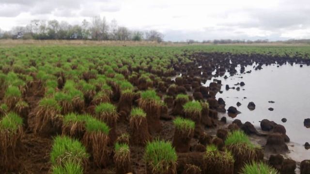 Красота болот в ЕАО смотреть онлайн