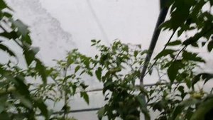 Овощи растут. Томат Мей Шуай F1, пленочная теплица.