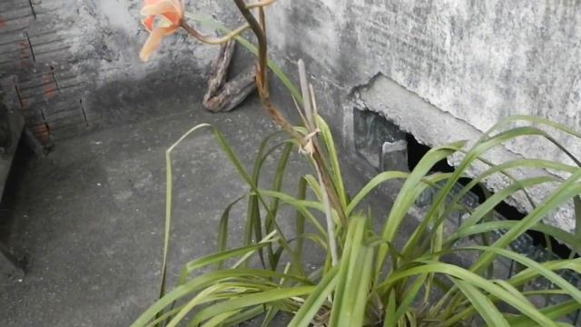 Dicas Dona Maria - Olha que lindo presente que recebi da minha cymbidium смотреть онлайн